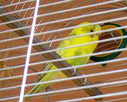 желтый попугай